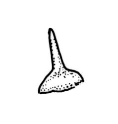 Ulota lutea, operculum. Drawn from A.J. Fife 8084, CHR 436819.
 Image: R.C. Wagstaff © Landcare Research 2017 